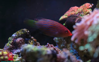 Six Line Wrasse