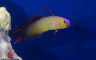 Purple Firefish (Nemateleotris decora)