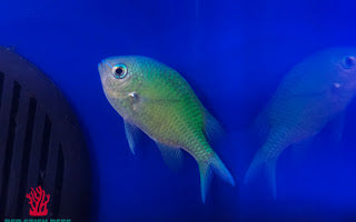 Green Chromis (Chromis viridis)