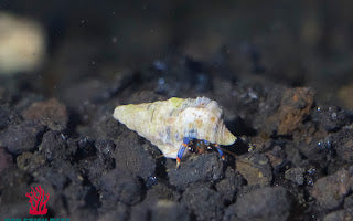 Blue Leg Hermit Crab (Clibanarius tricolor)