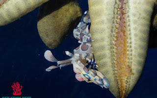 Harlequin Shrimp (Hymenocera elegans)