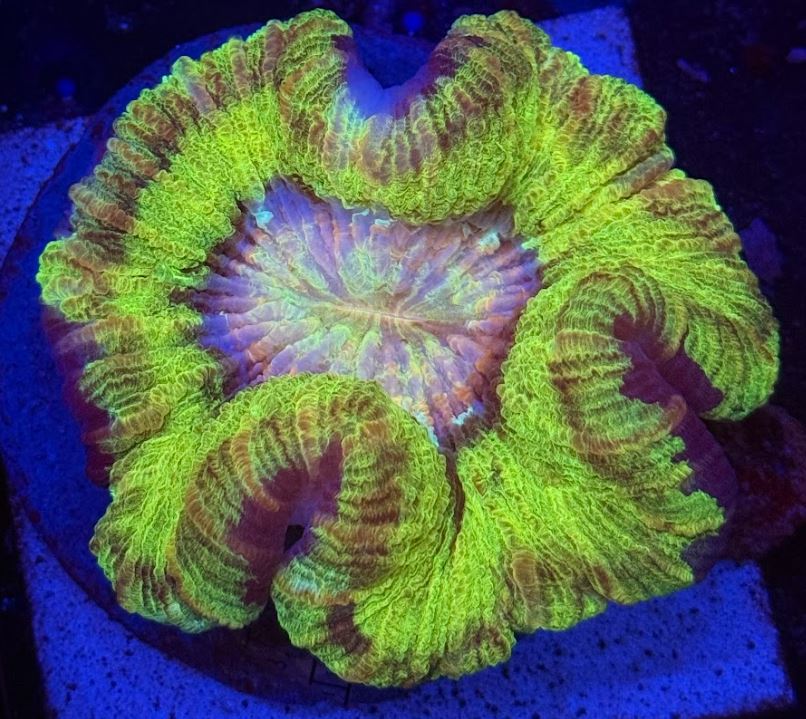 First Light Golden Wellso (WYSIWYG)