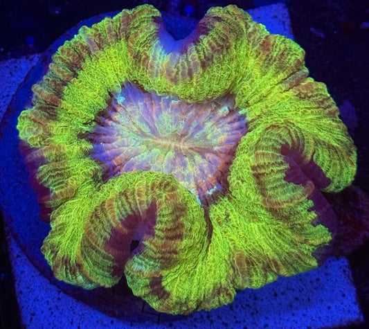 First Light Golden Wellso (WYSIWYG)