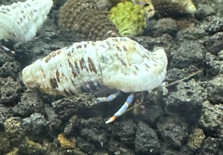 Blue Leg Hermit Crab (Clibanarius tricolor)