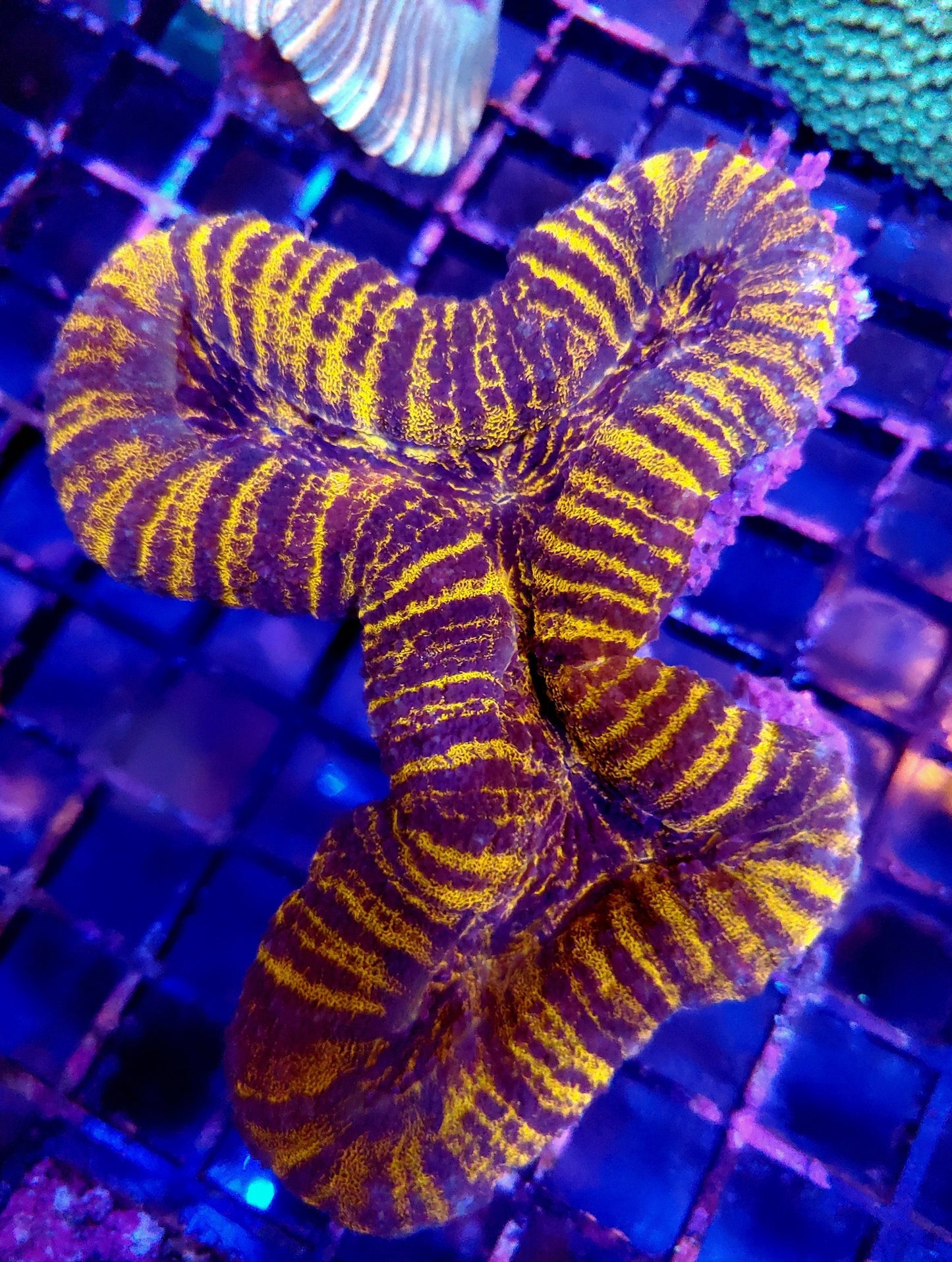 Tiger Stripe Lobophyllia Coral