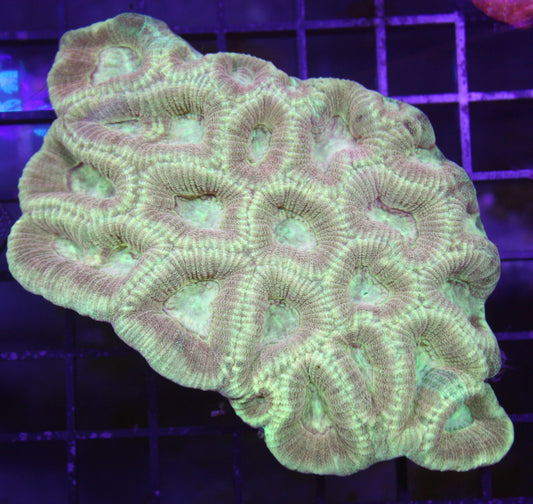 Pastel Glow Favia Coral – WYSIWYG