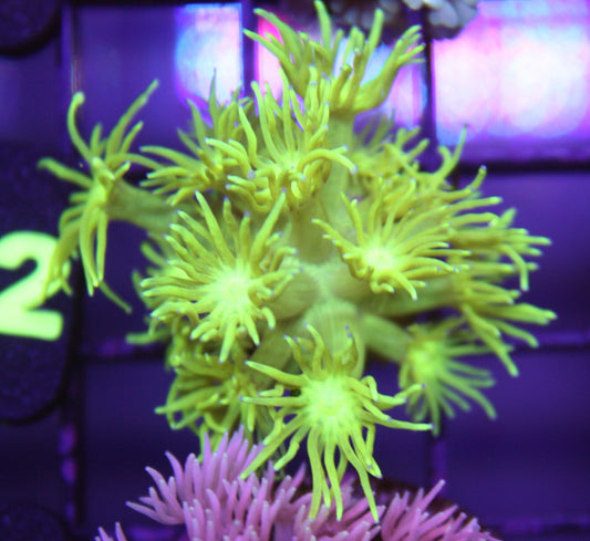 Neon Sunburst Goniopora Coral – WYSIWYG