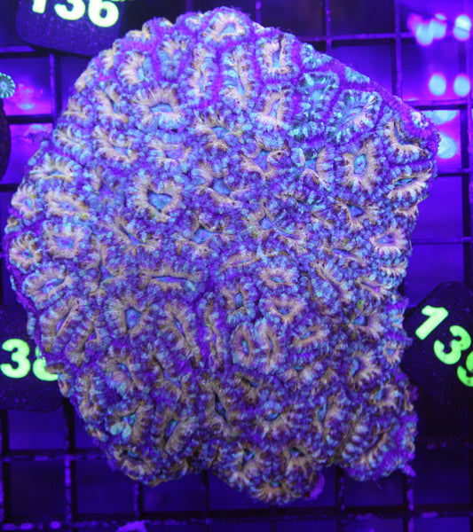 Rainbow Acan Colony – Ultra WYSIWYG