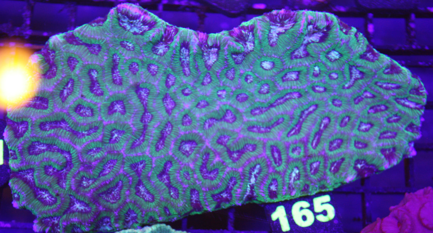 Toxic Maze Favia Coral – Ultra WYSIWYG