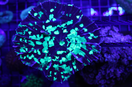 Pectinia Coral