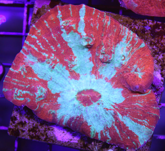 Radiant Red & Teal Chalice Coral