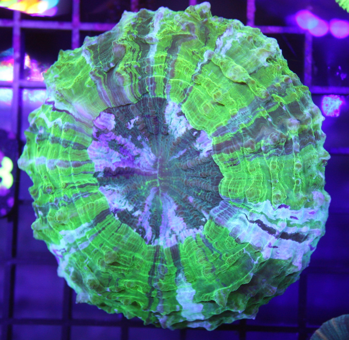 Acanthophyllia