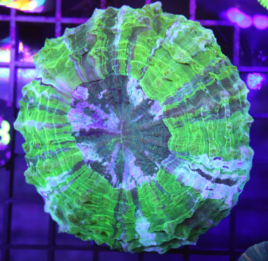 Acanthophyllia