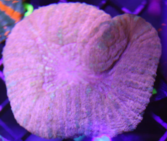 Vitiensis Scoly Coral – Ultra Pink Blush WYSIWYG