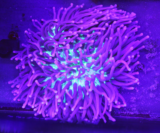 Neon Tentacle Heliofungia Coral