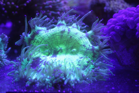 Cone Bottom Elegance Coral – Ultra Neon Green