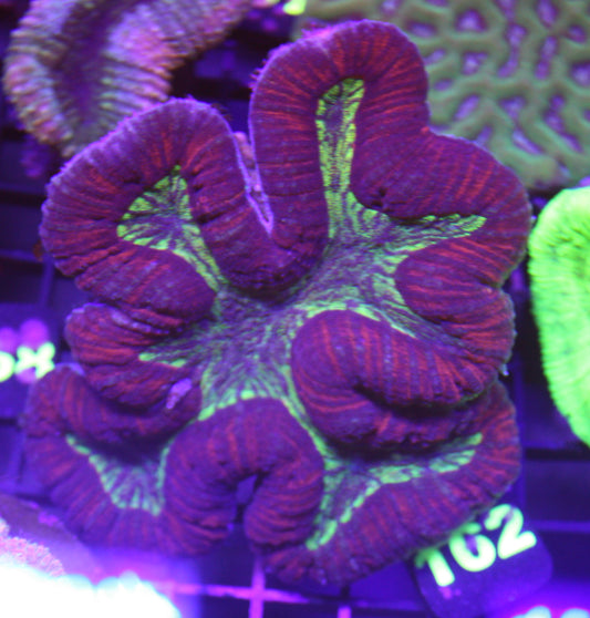 Ultra Red & Green Lobophyllia Coral – WYSIWYG