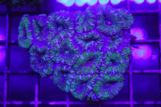 Toxic Glow Acan Colony