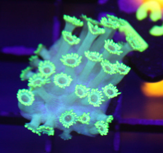 Ultra Lime Green Goniopora Coral