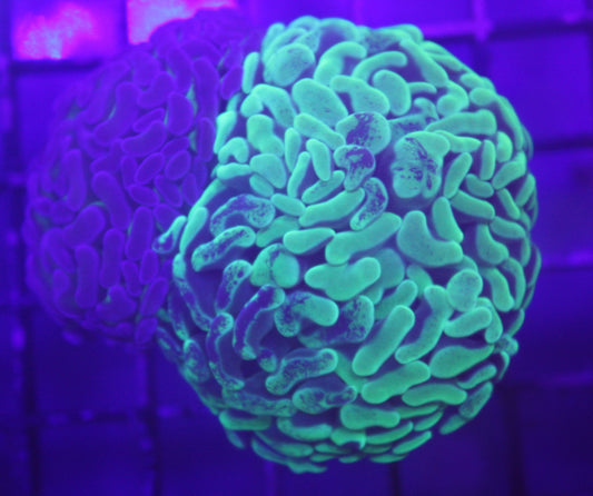 Two-Headed Bi-Color Hammer Coral (Euphyllia ancora)
