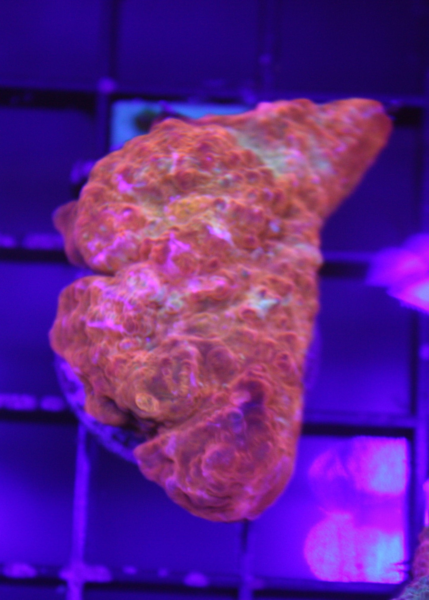 Inferno Flame Chalice Coral