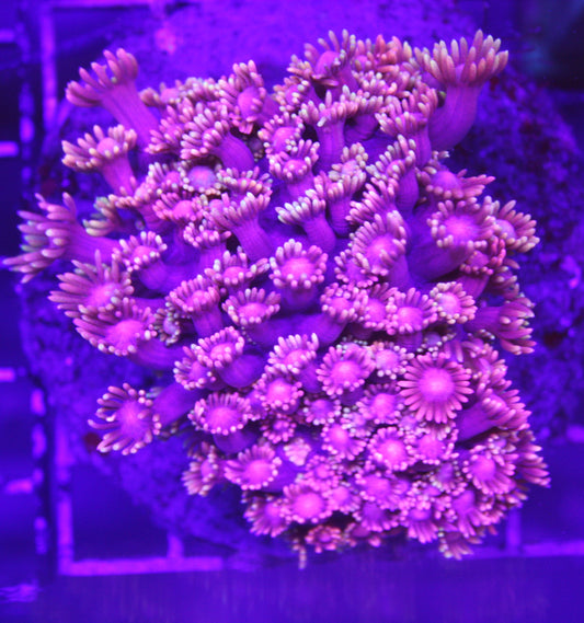 Pink Frost Goniopora – Flower Pot Coral