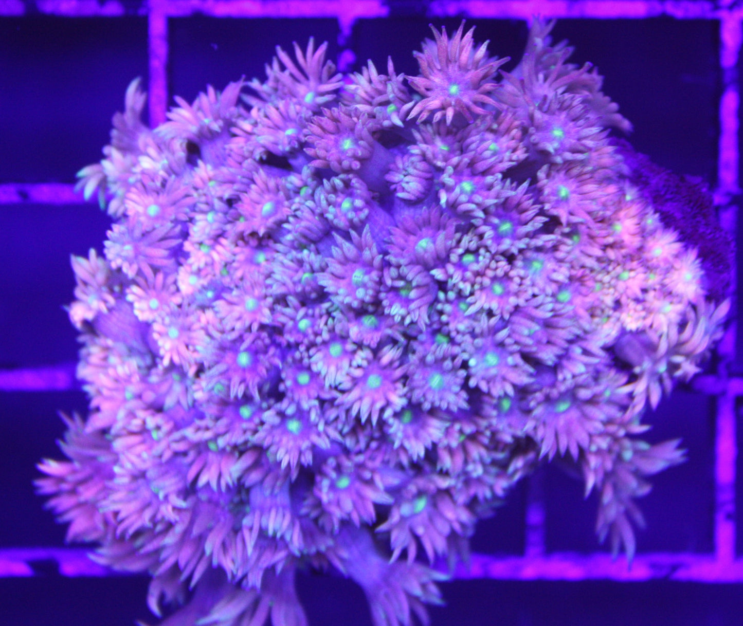 Electric Petal Goniopora – Flower Pot Coral