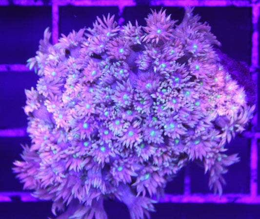 Electric Petal Goniopora – Flower Pot Coral