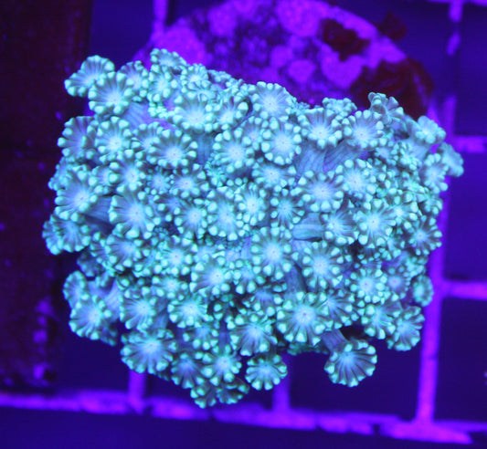 Electric Garden Alveopora – LPS Coral
