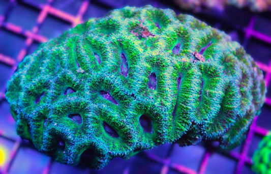 Acan Lord Coral