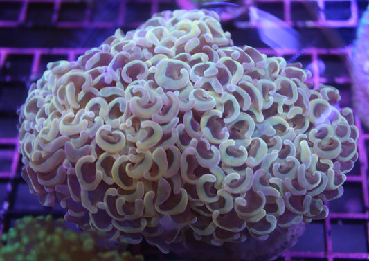 Wall Hammer Coral (Euphyllia ancora)
