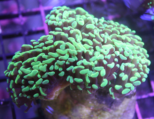 Green Wall Hammer Coral (Euphyllia ancora)