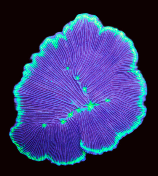 Fragile Plate Coral – Ultra Purple with Neon Green Highlights
