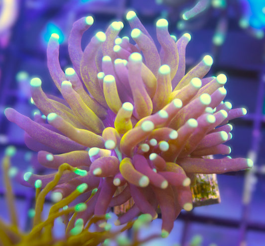 Tiger Torch Coral (Euphyllia glabrescens)
