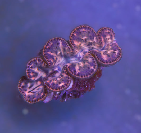 Gold Maxima Clam (Tridacna maxima) (Approximately 1.5 Inch)