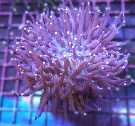 Heliofungia – Long Tentacle Plate Coral