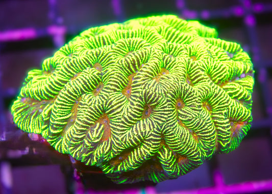 Ultra Neon Favia – Orange Eye Edition