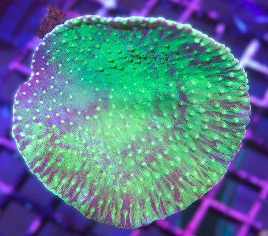 Neon Green Turbinaria (Scroll Coral)