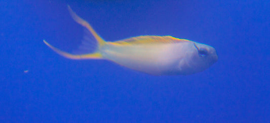 Forktail Blenny (Meiacanthus atrodorsalis)