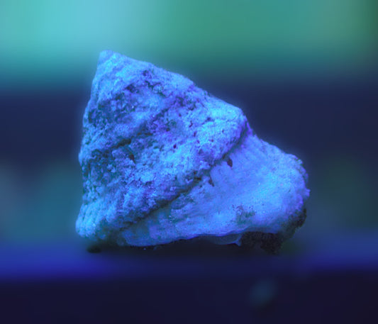 Astrea Snails (Astraea tecta)
