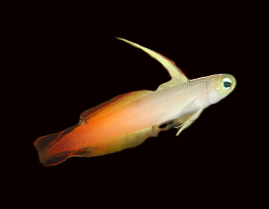 Firefish Goby (Nemateleotris magnifica)