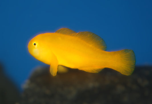 Yellow Clown Goby