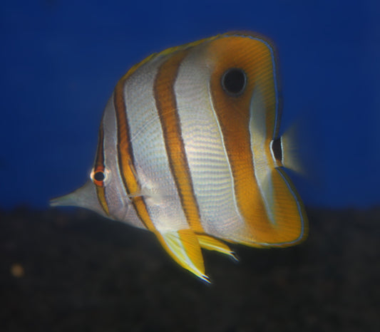 Copperband Butterflyfish (Chelmon rostratus)