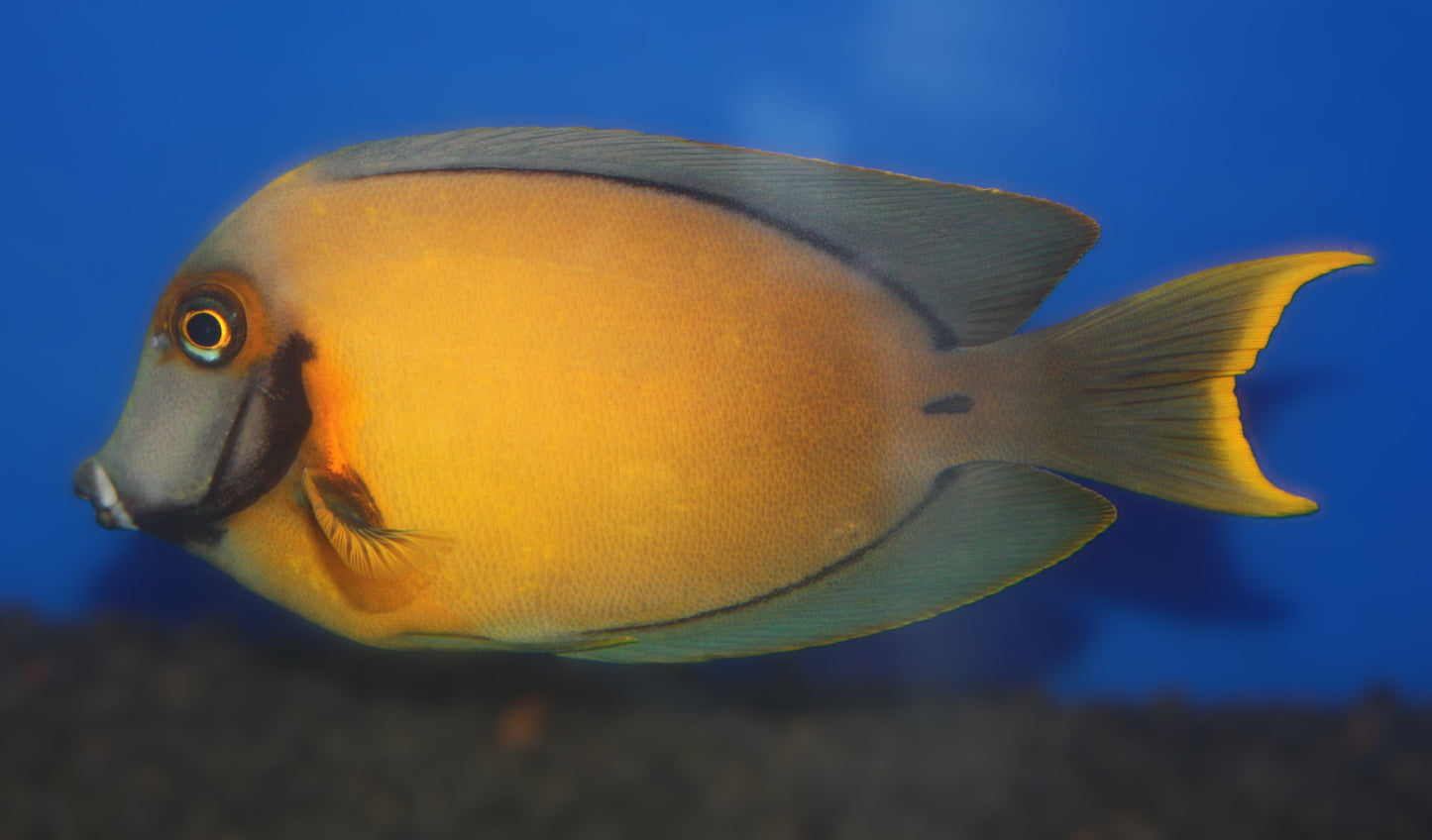 Chocolate Tang (Acanthurus pyroferus) (also known as Yellow Mimic Tang)