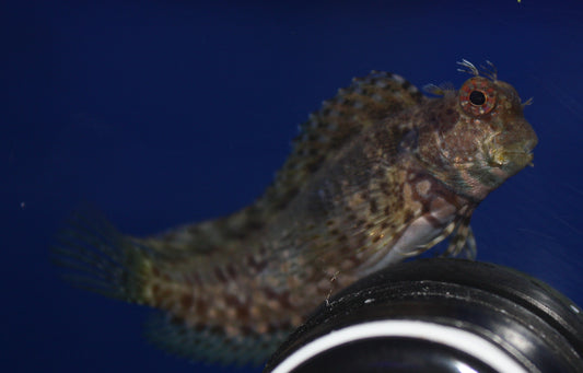 Lawnmower Blenny (Salarias fasciatus)