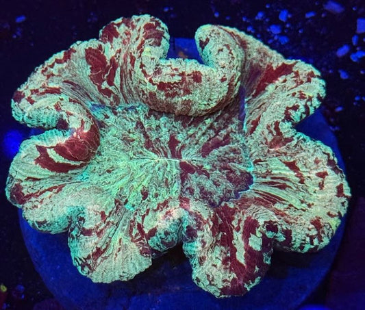 Jingle All the Way Marbled Wellso (WYSIWYG)