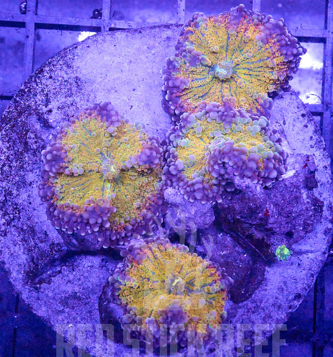 Bayou Bengal Rainbow Yuma Mushroom (Single Mushroom)