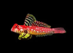 Ruby Red Dragonet (Male)
