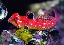 Ruby Red Dragonet (Female)