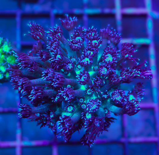Cosmic Sparkle Goniopora